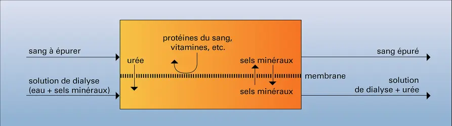 Rein artificiel - crédits : Encyclopædia Universalis France