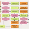 Relations entre noms vernaculaires et noms scientifiques - crédits : Encyclopædia Universalis France