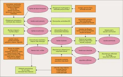 Relations entre noms vernaculaires et noms scientifiques - crédits : Encyclopædia Universalis France