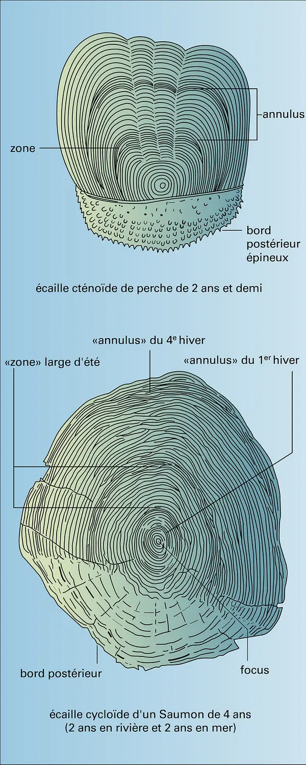 Téléostéens : écailles