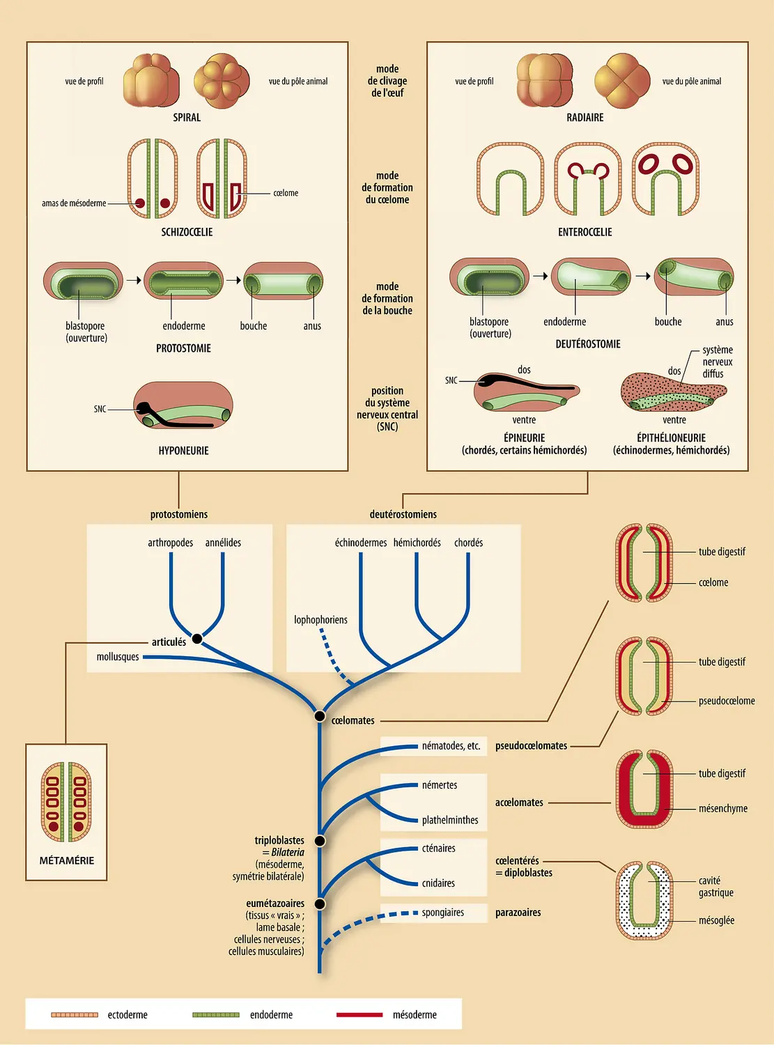 Conception traditionnelle de l'évolution animale