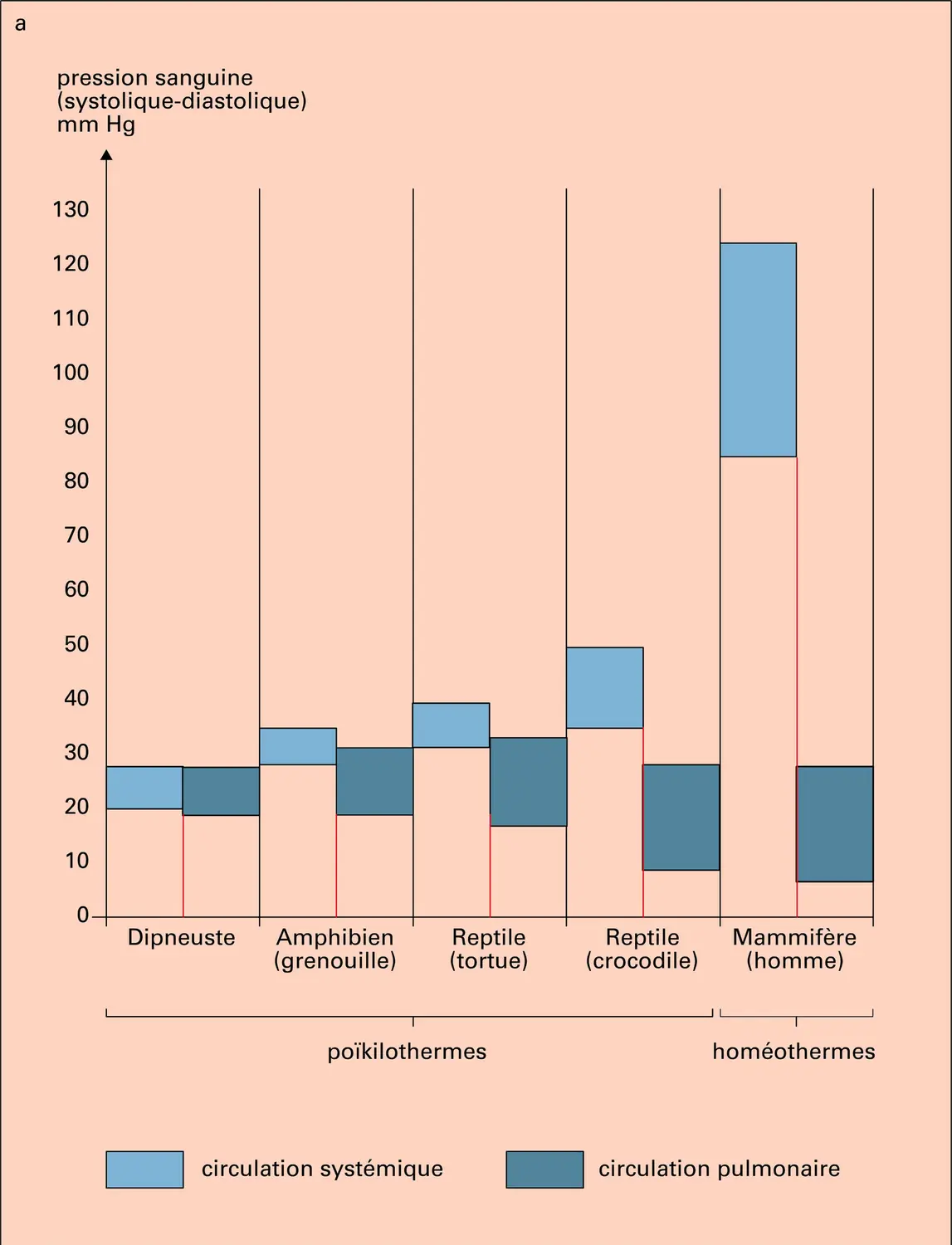 Pression artérielle et résistances vasculaires - vue 1