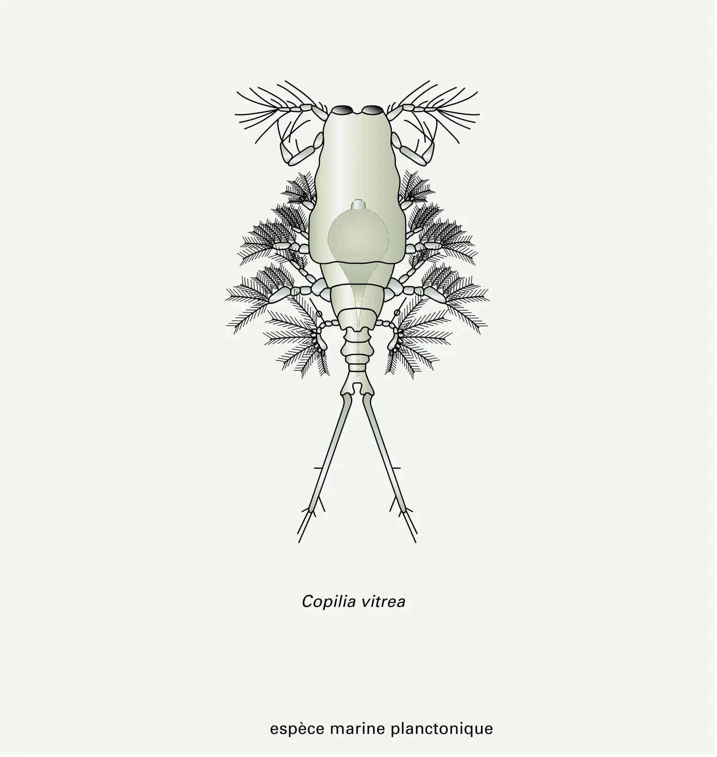 Copépodes : quelques espèces libres - vue 5