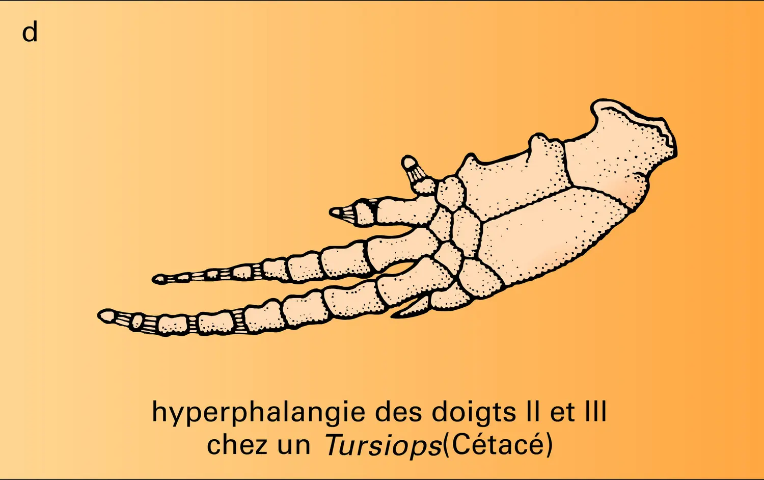 Adaptation à la nage - vue 4