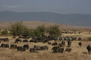 Faune sauvage du Ngorongoro (Tanzanie) - crédits : L. Casagrande-Fioretti