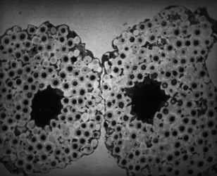 Réplication de Mimivirus - crédits : IGS, CNRS UMR 7256