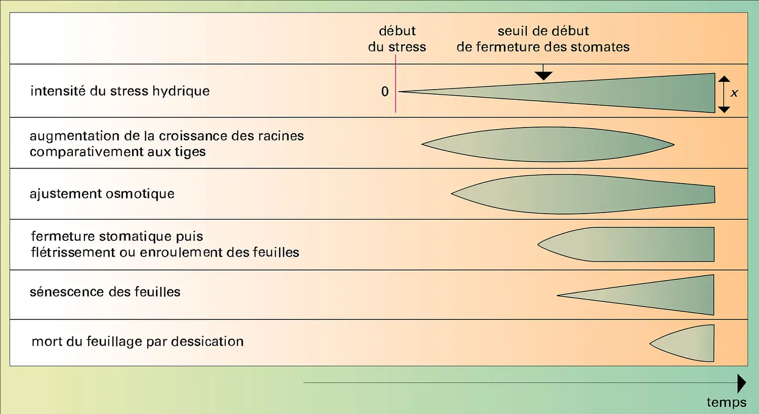 Végétaux : réactions au stress hydrique