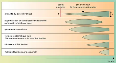 Végétaux : réactions au stress hydrique - crédits : Encyclopædia Universalis France