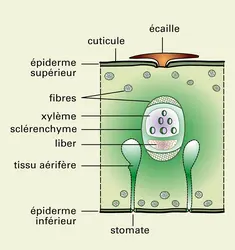 Ananas comosus : coupe de la feuille - crédits : Encyclopædia Universalis France