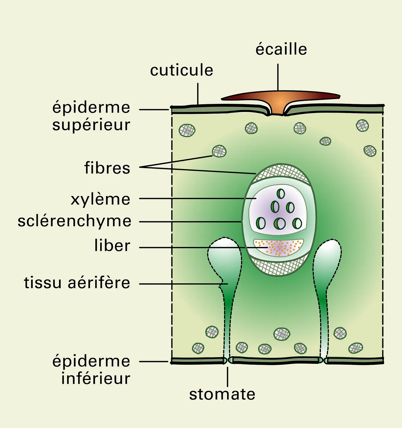 Ananas comosus : coupe de la feuille