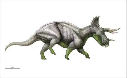 Triceratops - crédits : Encyclopædia Universalis France