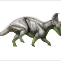 Triceratops - crédits : Encyclopædia Universalis France