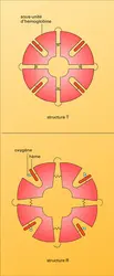 Déformation d'une molécule sous la pression de l'oxygène - crédits : Encyclopædia Universalis France