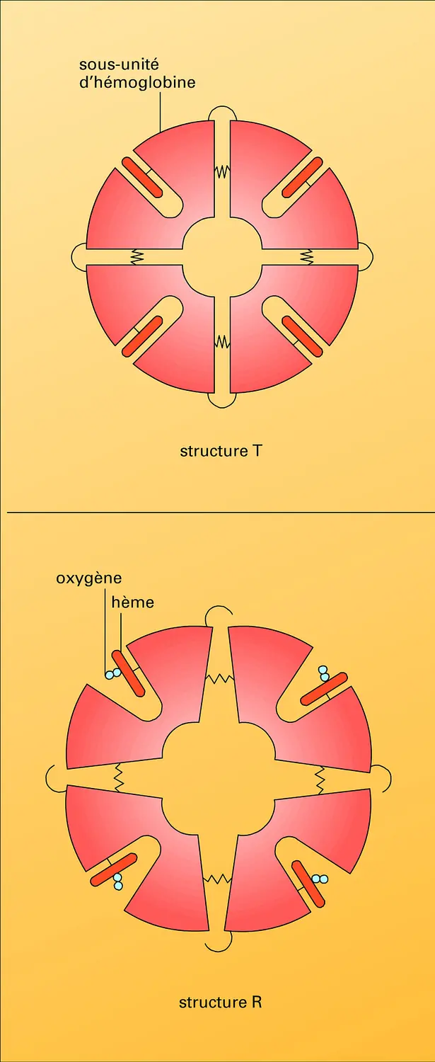 Déformation d'une molécule sous la pression de l'oxygène