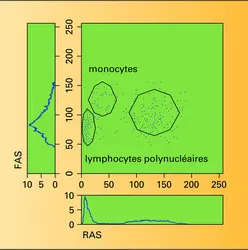 Distribution des leucocytes du sang - crédits : Encyclopædia Universalis France