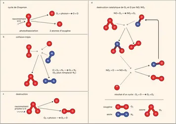 Formation et destruction de l'ozone stratosphérique - crédits : Encyclopædia Universalis France