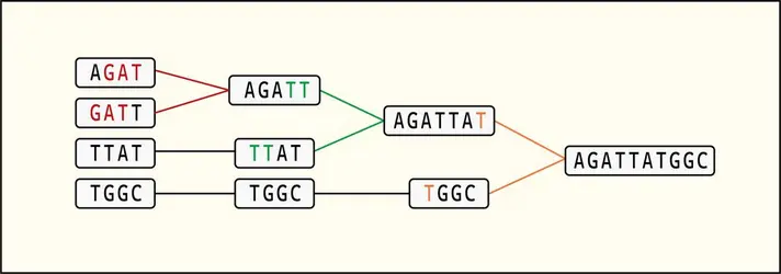 Principe de l’approche dite Greedy pour l’assemblage <em>de novo</em> de fragments d’ADN - crédits : Encyclopædia Universalis France