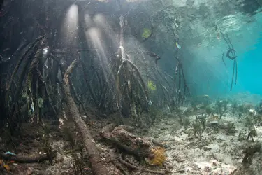 Mangrove - crédits : E. Daniels/ Shutterstock