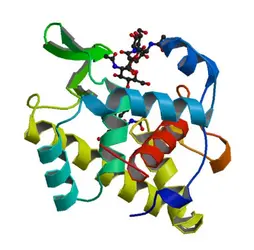 Complexe de l’enzyme lysozyme avec son substrat - crédits : RCSB PDB (rcsb.org) of 3GXR (Helland et al. 2009 Cell.Mol.Life Sci. 66: 2585-2598)
