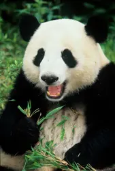 Grand panda - crédits : Keren Su/ The Image Bank/ Getty Images