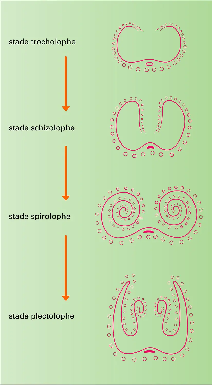 Lophophore