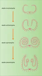 Lophophore - crédits : Encyclopædia Universalis France