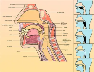 Carrefour aérodigestif chez l'homme - crédits : Encyclopædia Universalis France