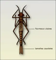Calopteryx (larve) - crédits : Encyclopædia Universalis France