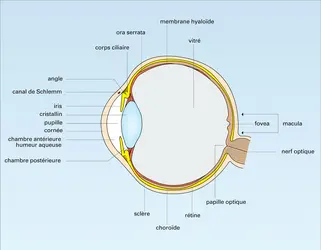 Œil humain - crédits : Encyclopædia Universalis France