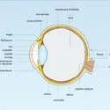 Œil humain - crédits : Encyclopædia Universalis France