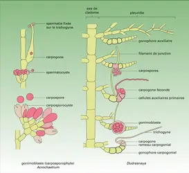 Carposporophyte - crédits : Encyclopædia Universalis France