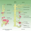 Carposporophyte - crédits : Encyclopædia Universalis France