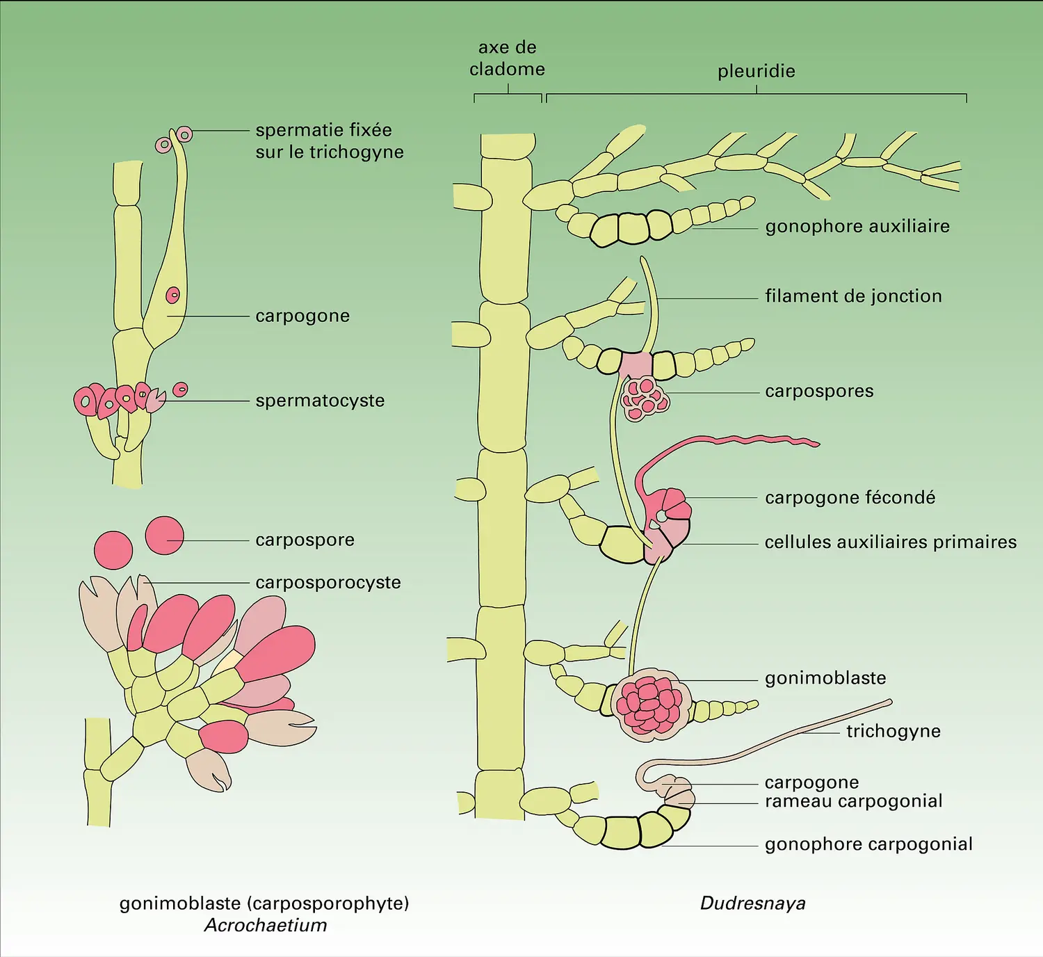 Carposporophyte