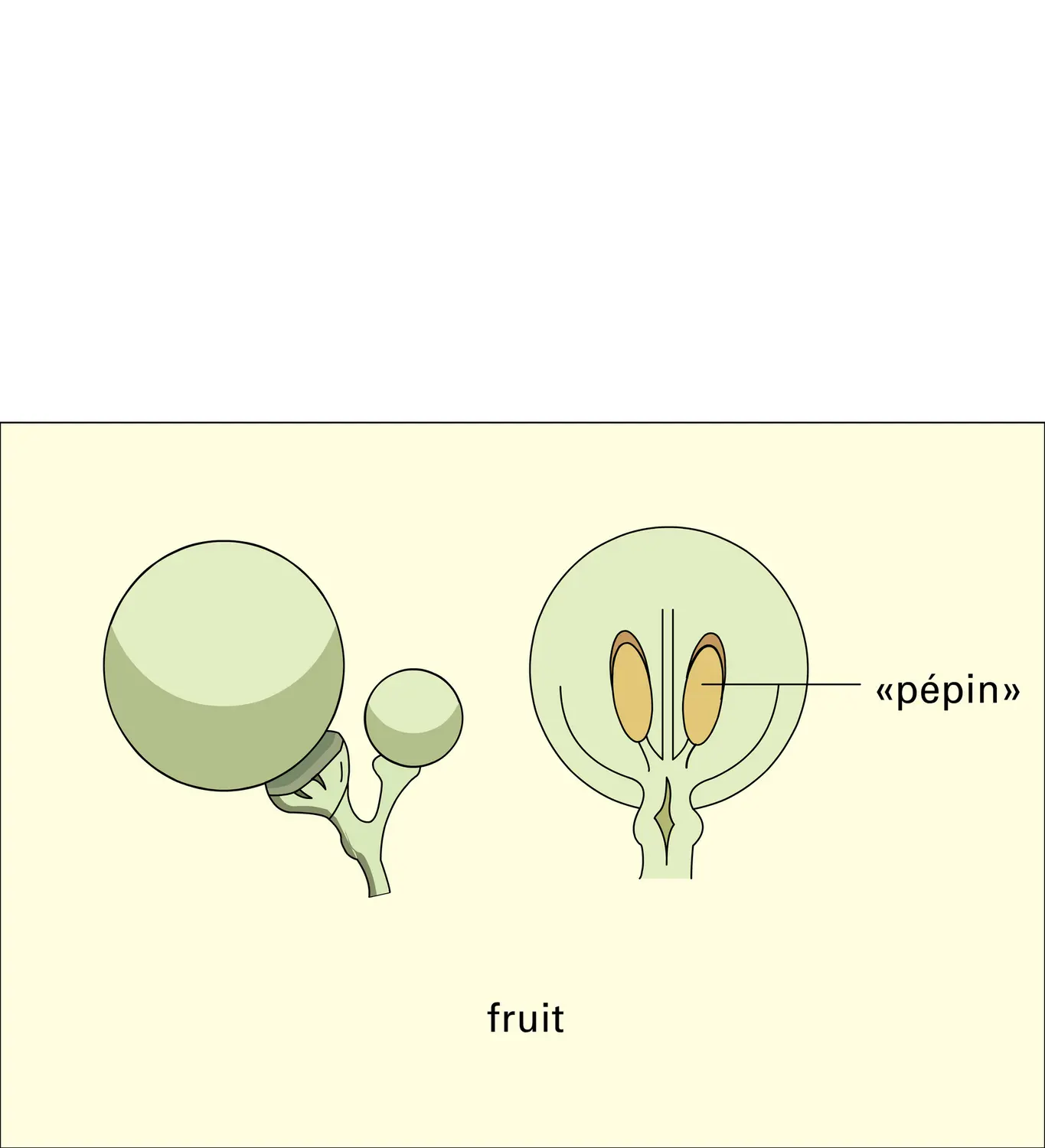 Vigne : fleur et fruit - vue 4