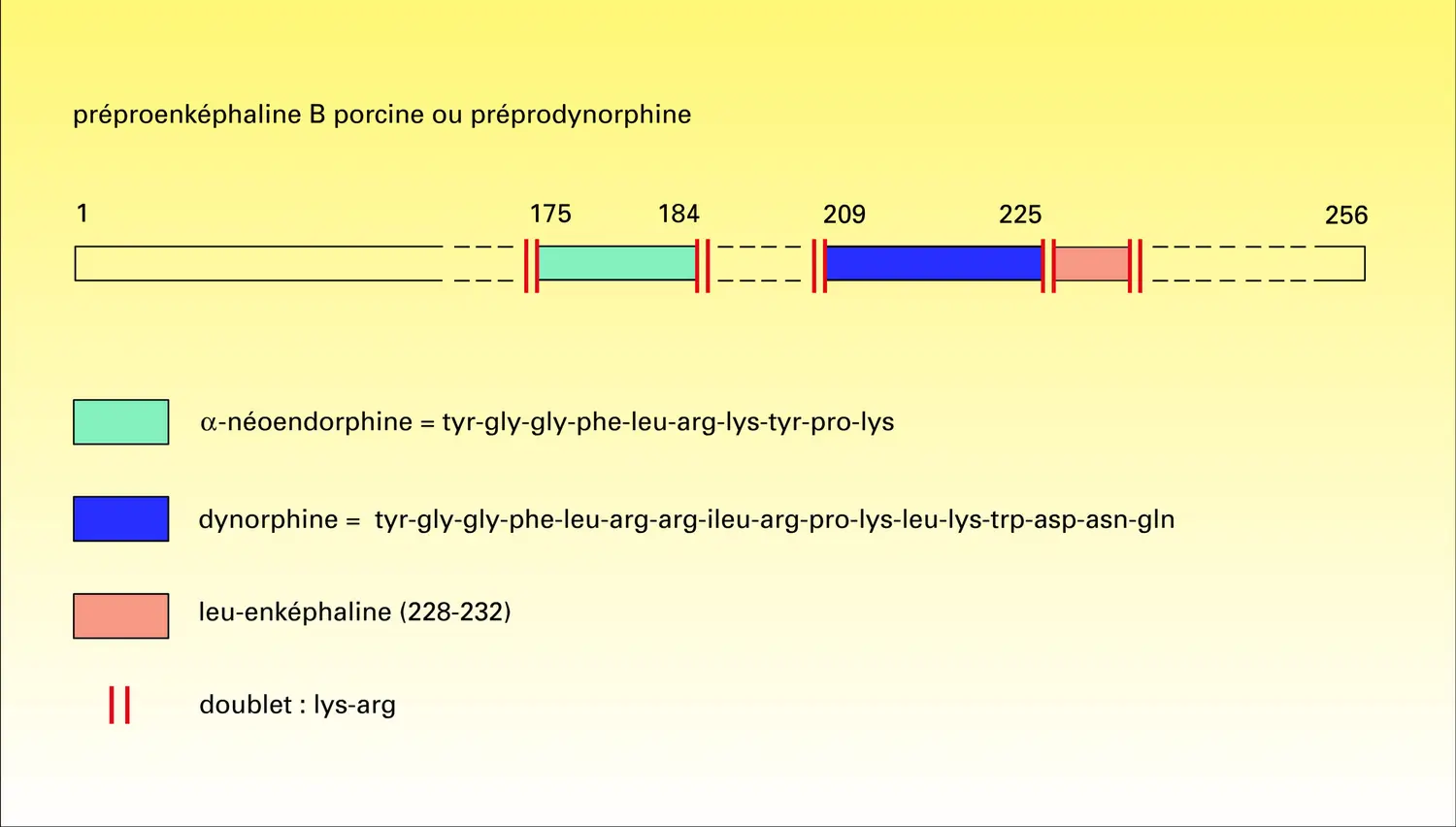 Peptides précurseurs des endomorphines - vue 2