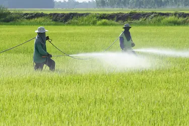 Pulvérisation d’insecticides. - crédits : Sakhorn/ Shutterstock