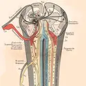 Anatomie fonctionnelle de la moelle épinière, J. Dejerine - crédits : Jules Déjerine/ Masson, 1914/ coll. Jean-Gaël Barbara