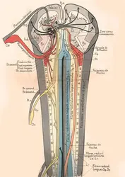 Anatomie fonctionnelle de la moelle épinière, J. Dejerine - crédits : Jules Déjerine/ Masson, 1914/ coll. Jean-Gaël Barbara