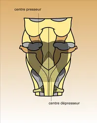 Centres bulbaires de la pression artérielle - crédits : Encyclopædia Universalis France