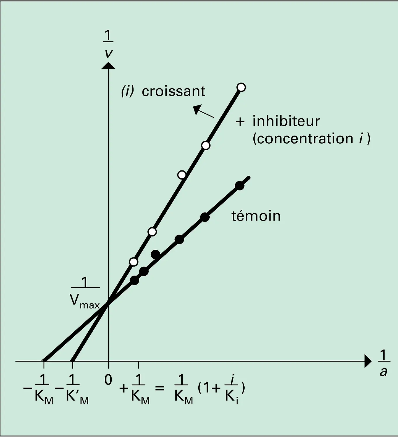 Effets d'un inhibiteur compétitif sur une action enzymatique