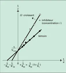 Effets d'un inhibiteur compétitif sur une action enzymatique - crédits : Encyclopædia Universalis France