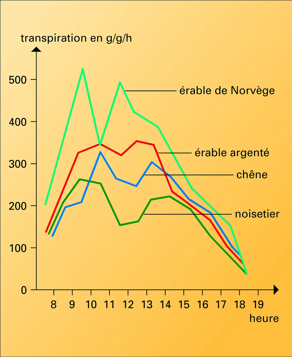 Transpiration : dépression de midi - Média - Encyclopædia Universalis