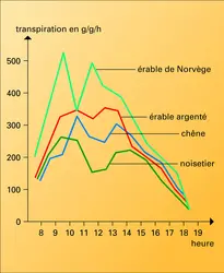 Transpiration : dépression de midi - crédits : Encyclopædia Universalis France