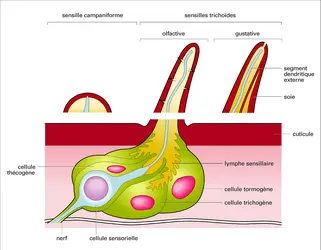 Différents types de sensilles - crédits : Encyclopædia Universalis France