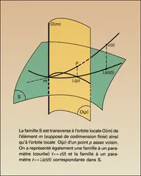Caractère universel d'une famille transverse - crédits : Encyclopædia Universalis France