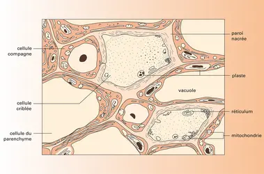 Phloème - crédits : Encyclopædia Universalis France