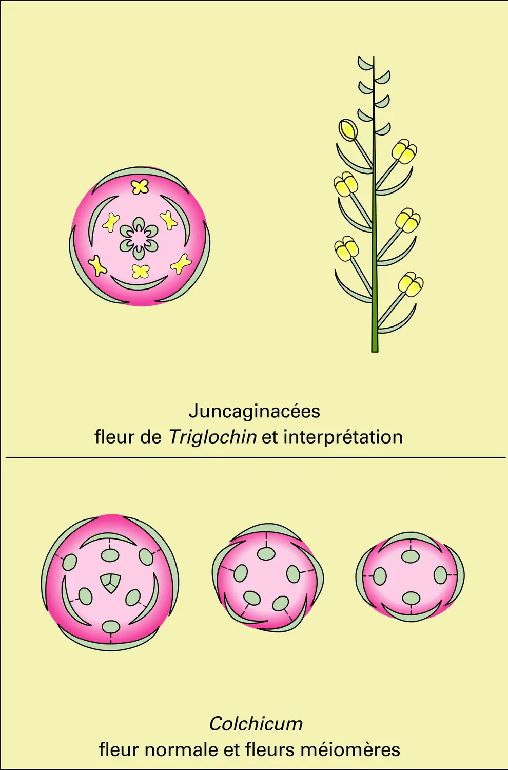 Angiospermes (états préfloraux) - vue 3