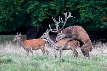 Reproduction du cerf - crédits : Ronald Wittek/ ImageBroker/ Getty Images