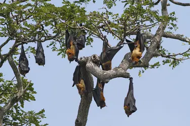 Chauve-souris <em>Pteropus giganteus</em> - crédits : Gianpiero Ferrari/ Corbis/ Getty Images