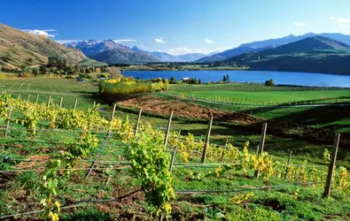 Vignes néo-zélandaises - crédits : John Lamb/ The Image Bank/ Getty Images